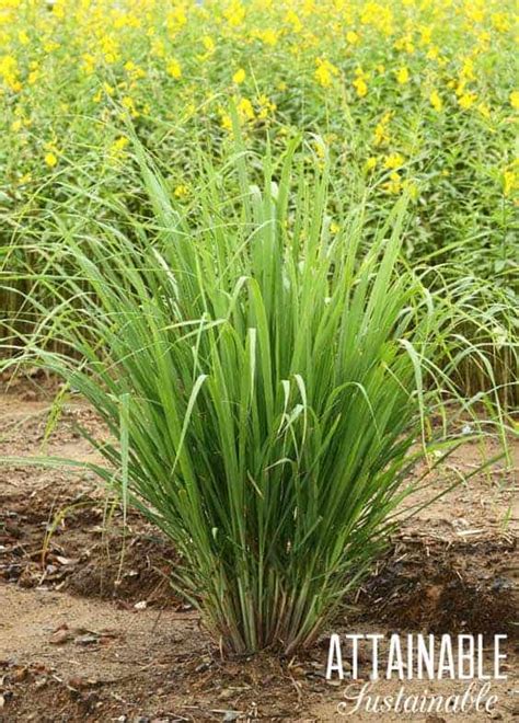 How to Grow Lemongrass (in the Garden and in Containers)