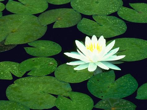 Free download Free Wallpapers Lotus Flower Wallpaper Wallpaper Lotus Flower Lotus [1024x768] for ...