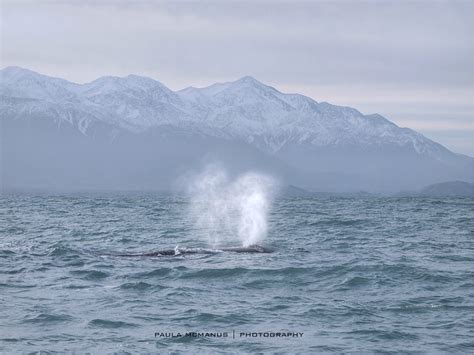 Whale Watching Kaikoura