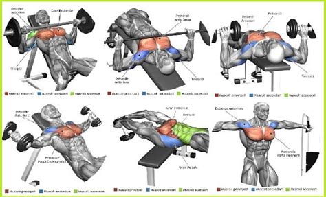 Best Chest Muscle Exercises Chest Workout For Men, Chest Workout Routine, Chest Workouts, Chest ...