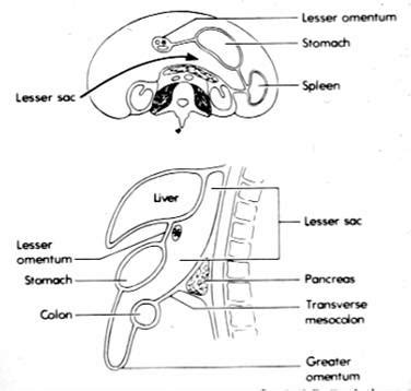 Lesser Sac Ultrasound