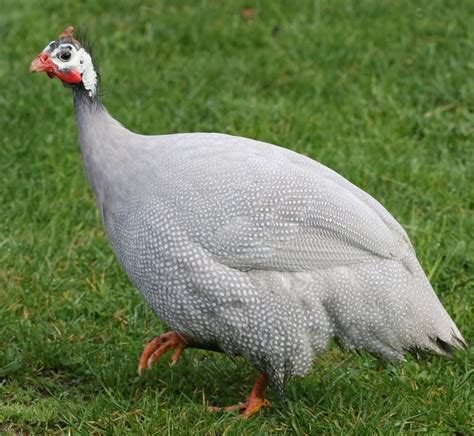 Lavender Guinea Fowl - Guinea Keets for Sale | Cackle Hatchery