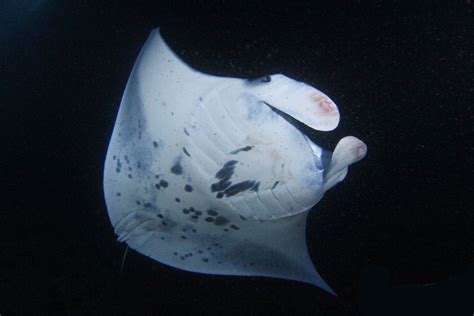 The Anatomy of Manta Rays - Manta Ray Advocates Hawaii