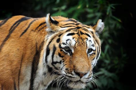 Bengal Tiger in forest stock photo. Image of beast, carnivore - 234599664