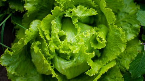 Hydroponic Lettuce: Everything You Need to Know | Eden Green