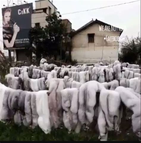 Pin on Ban all fur farms/leather / Wool ... Only animals wear fur!