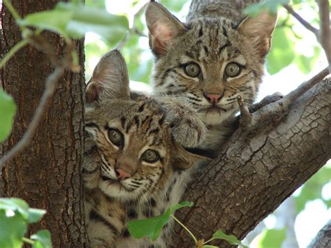 Bobcat-Texas-9110 - Prairie Rivers Network