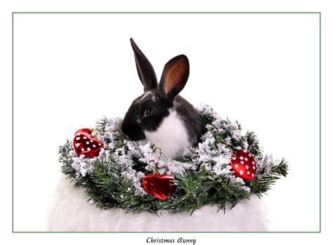 🔥 [50+] Christmas Bunny Wallpapers | WallpaperSafari