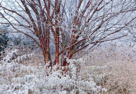 Prunus serrula (Tibetan Cherry)