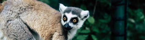 10 Lemur Facts: A Look at These Endangered Animals