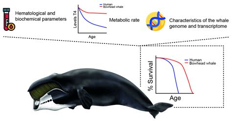 The whales have shown a very long life, with the bowhead whale... | Download Scientific Diagram