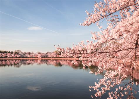 Cherry Blossoms DC 2024: Peak Bloom Prediction and Travel Guide | Cherry blossom dc, Cherry ...