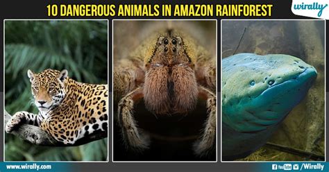 10 Dangerous Animals In Amazon Rainforest