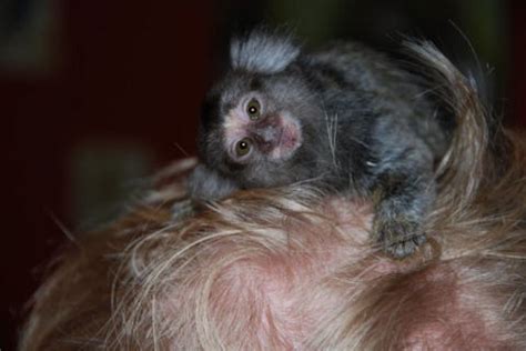 Marmosets as pets - Marmoset Care Sheet