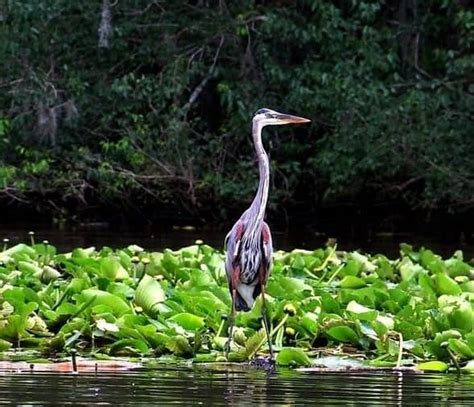 Private Swamp Tour New Orleans | New Orleans Swamp Tour Attraction