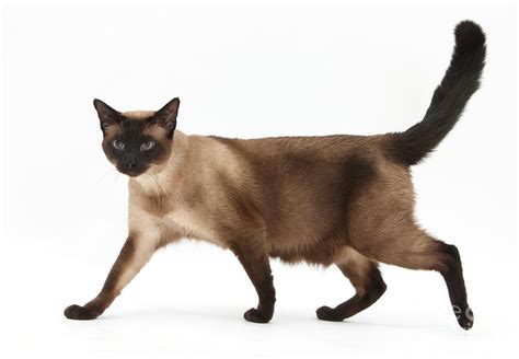 Seal Point Siamese Cat Photograph by Mark Taylor - Fine Art America