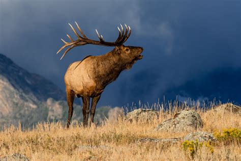 WATCH: People surround bull elk at Rocky Mountain National Park | FOX31 ...