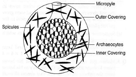 Gemmule Formation: Structure, Formation and Characteristics