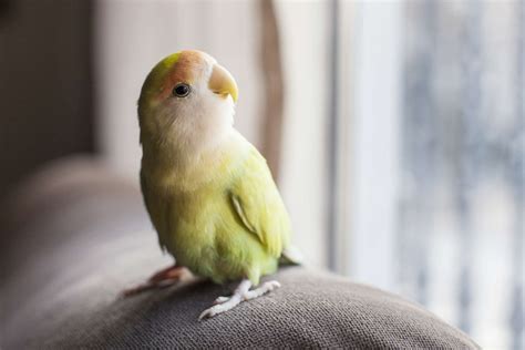 Cool Tricks You Can Teach Your Pet Bird