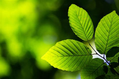 Blog - 6 Major Health Benefits of Kratom Leaves