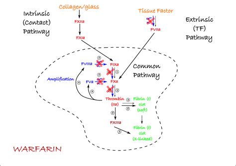 Warfarin antidote - asebali