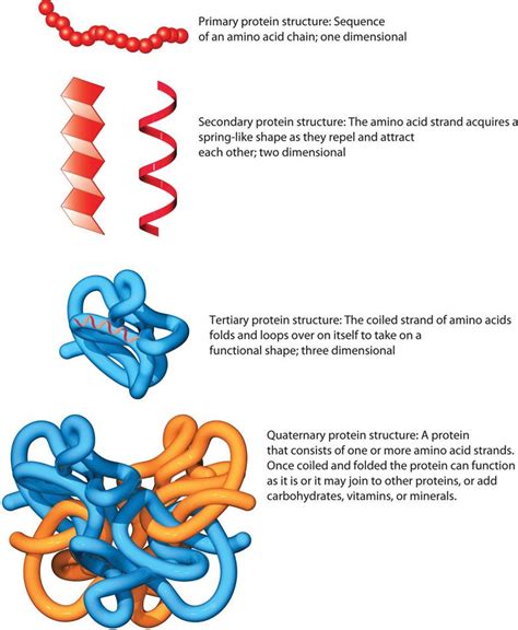 What is a repeating unit of protein?