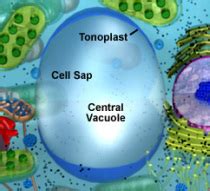 Organelles in both plant and animal cells - Organelles