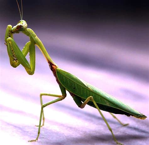 PRAYING MANTIS