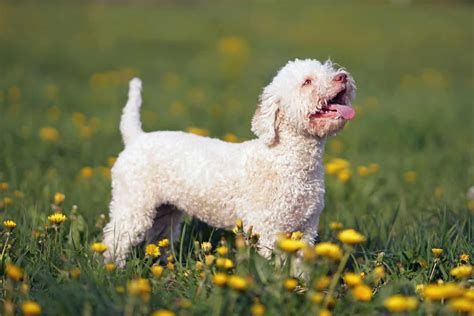 The 6 Best Lagotto Romagnolo Breeders In The U.S.