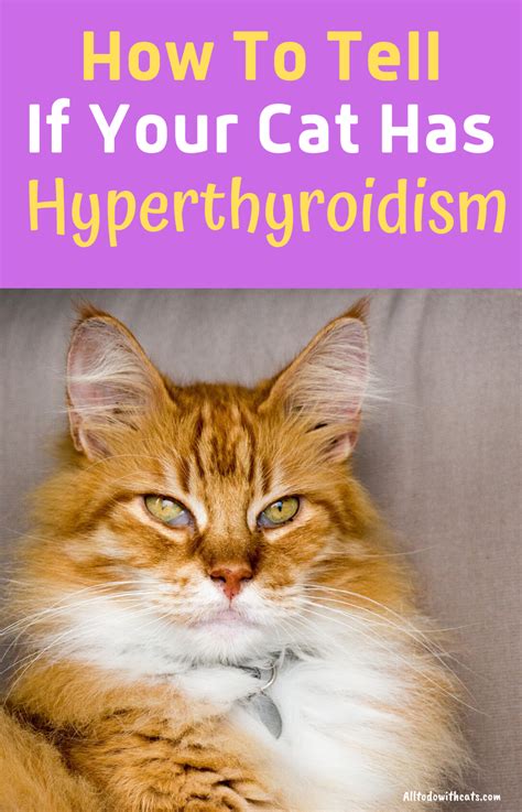 Hyperthyroidism In Cats Natural Treatment | Care About Cats