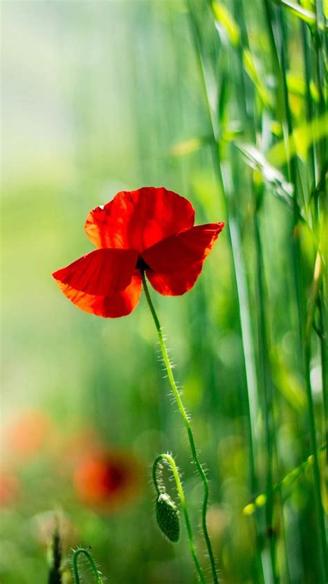 Poppy flower Wallpapers Download | MobCup
