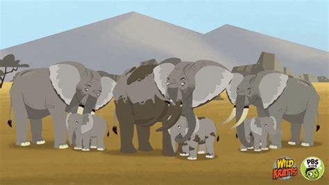 Baby Elephant GIFs - Find & Share on GIPHY