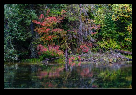 Another Look at the Hoh Rain Forest | RobsBlogs