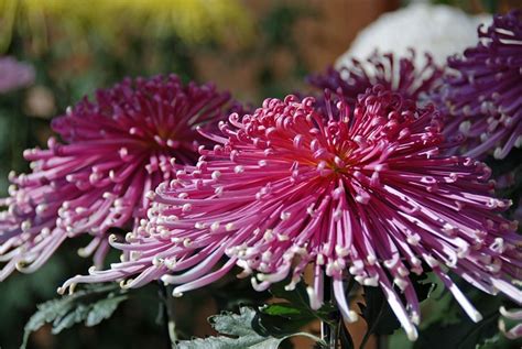 Four Seasons in Japan: chrysanthemum festivals