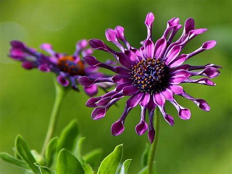 Free photograph; african, daisy, flowers