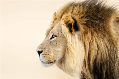 10,300+ White Lions Habitat Stock Photos, Pictures & Royalty-Free ...