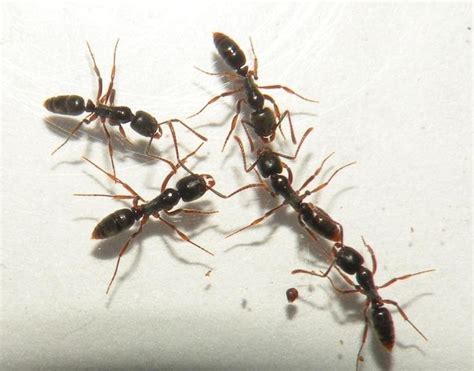 Stinging Insect Allergies: Ants - Allergic Living