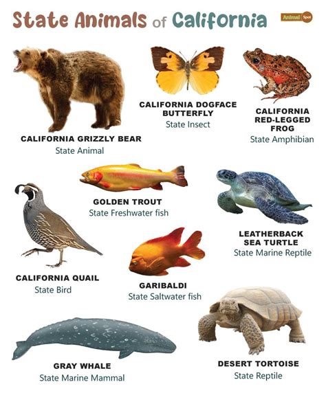 List of Animals That Live in California (With Pictures)