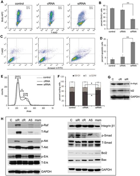 (A, B) BrdU incorporation assay demonstrated that transfection of AD ...