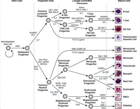 Hematopoietic Stem Cells | Basicmedical Key