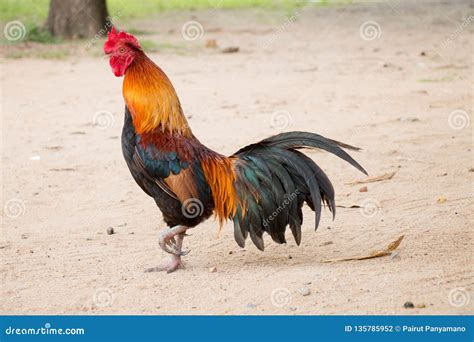 Thai male Chickens stock photo. Image of orange, poultry - 135785952