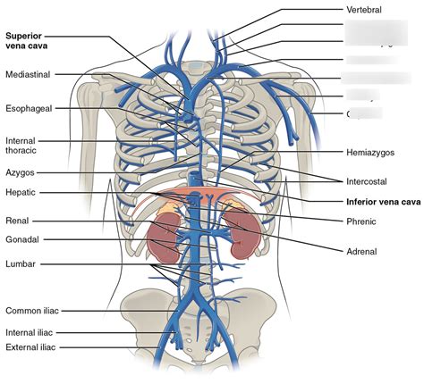 Superior Vena Cava Diagram | Quizlet