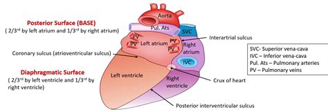 Heart - External Features - apex, base, surface and borders, relations of base