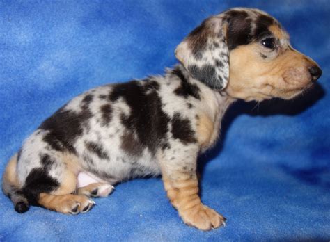 79+ Dapple Long Haired Dachshund Puppy For Sale Photo - Bleumoonproductions