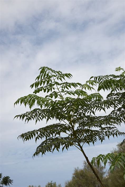 Melia azedarach tree stock photo. Image of botany, natural - 141022704