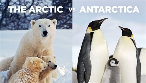 Arctic vs Antarctica - World Journeys New Zealand