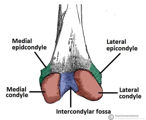 Trochanteric Fossa Of Femur