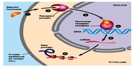 Steroid Hormone Receptor - Assignment Point