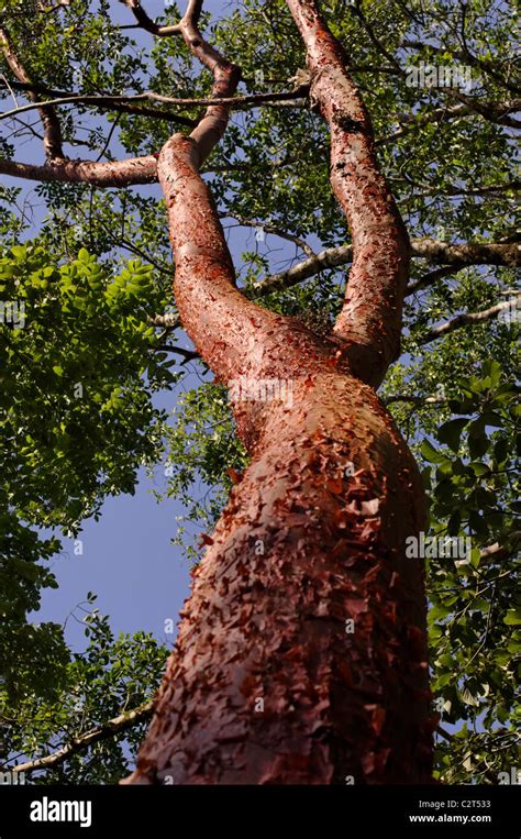 Bursera simaruba tree (Tourist tree, Gumbo-limbo, Copperwood or Stock ...