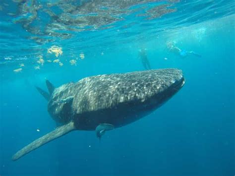 From Cancún: Half-Day Snorkeling with Whale Sharks | GetYourGuide